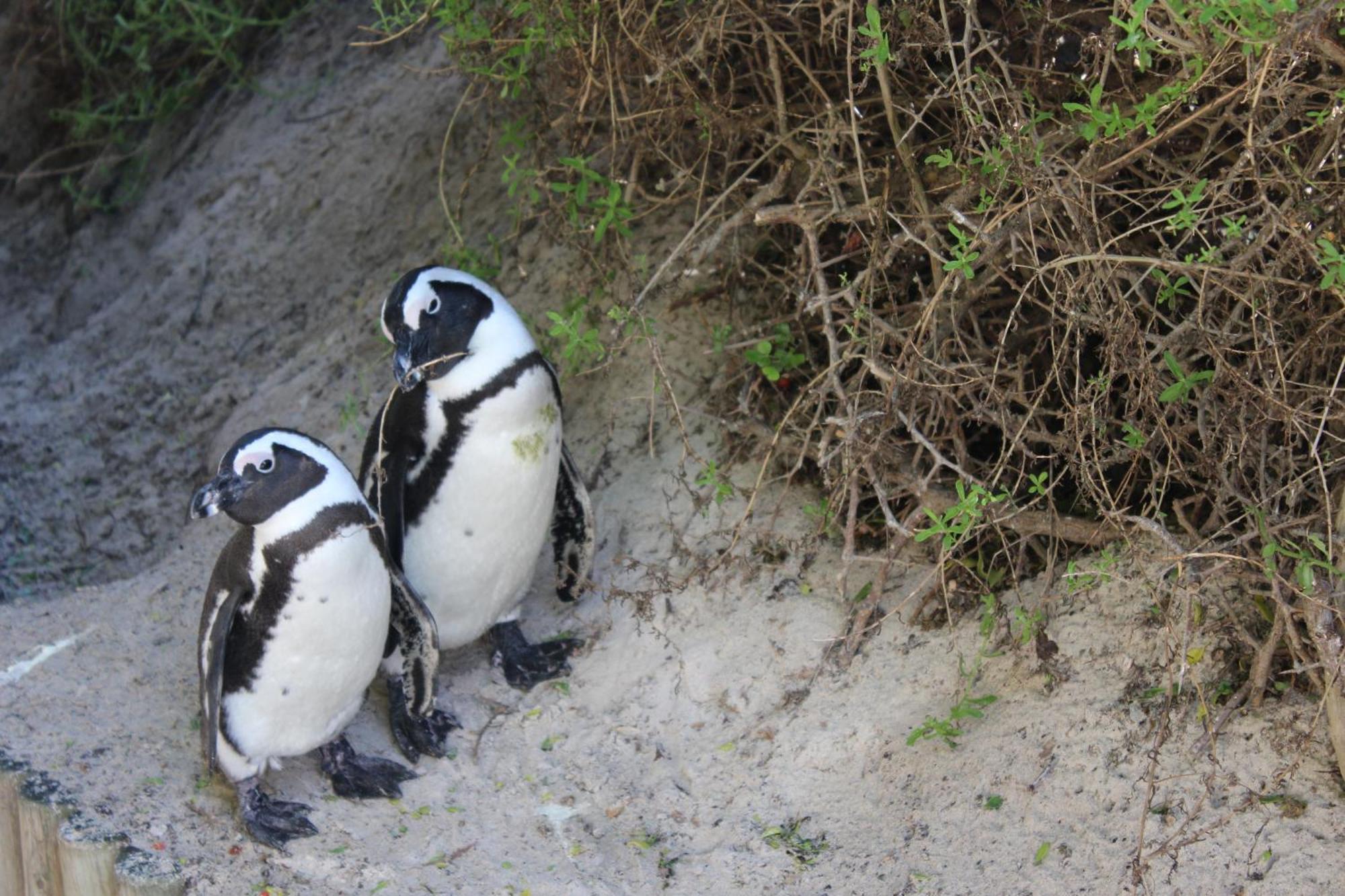 Boulders Beach House 西蒙镇 外观 照片